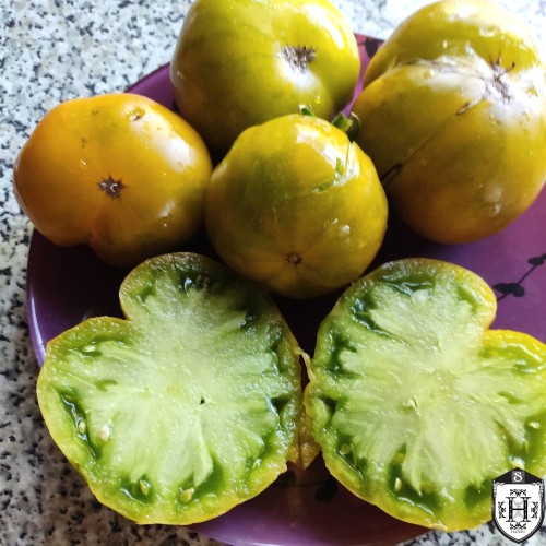 Solanum lycopersicum 'Hiiumaa Roheline' - Harilik tomat 'Hiiumaa Roheline' P9/0,55L